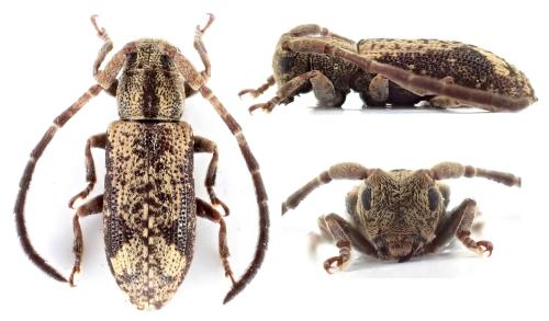Réf. 350 060 : Novorondonia ropicoides